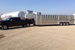 Truck pulling livestock trailer